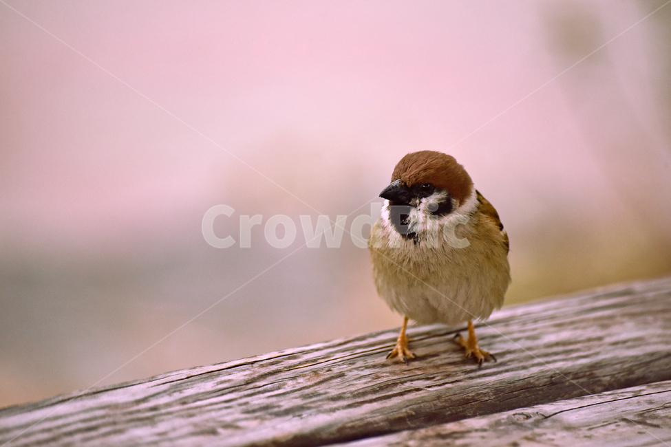 참새,새,조류,종물,애니멀,bird,animal,야외,옥외,아웃도어,백그라운드,배경,앉다,텃새,토종,한마리,동물,animal,조류,새,birds