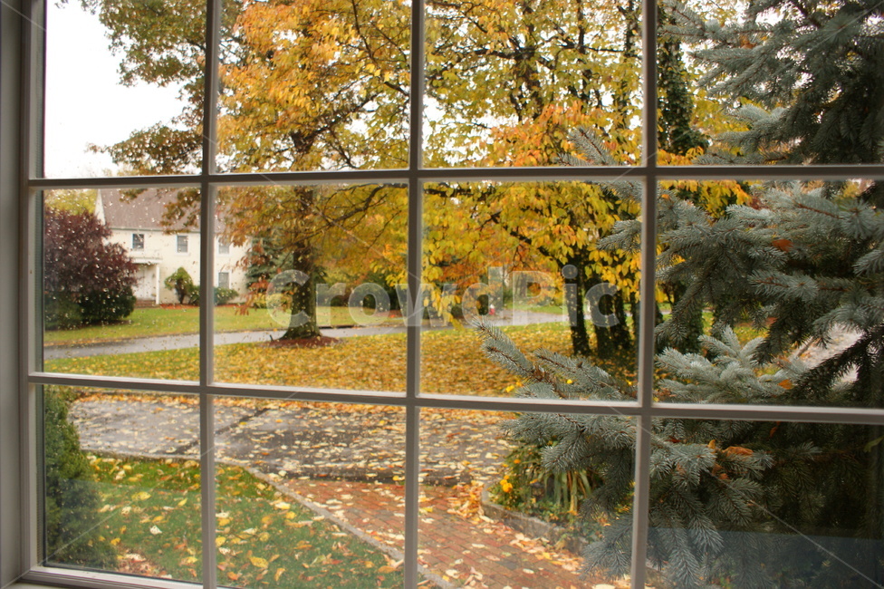 창가,풍경,나무,낙엽,창문,날씨,비오는날,비,tree,window,감성,rainy,fall