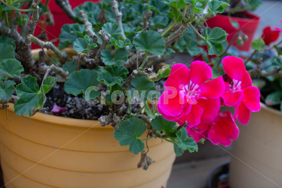 화분,화단,식물,flower,geranium,제라늄,blossom,꽃,plant,실내용화초,화분,화초,house plant
