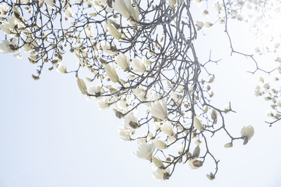 목련,목련나무,봄꽃,꽃나무,봄,plant,식물,꽃,식물,자연,plants,nature,꽃,flower