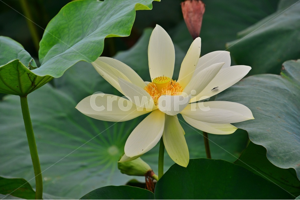 blossom,flower,꽃,plant,식물,연꽃,수련,백련,연잎