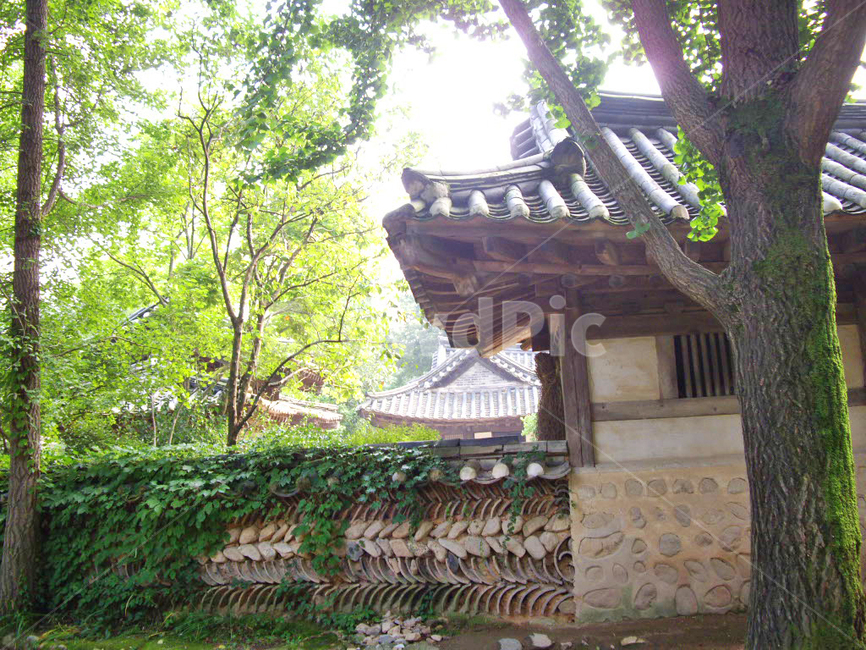 민속촌,민속마을,기와,담장,한국전통,전통,전통마을,한국문화,보존,한국의미,옛마을,village,nature,plant,자연,풍경,식물,korean,주거지,나무,traditional,culture,outdoors,옥외