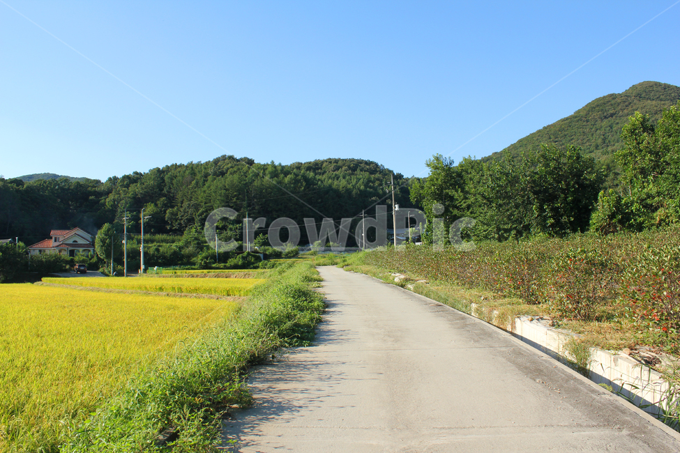 산,나무,숲,자연,식물,풍경,낮,파랑,블루,파란색,하늘,농촌,주택,농작물,논,농경지,벼,풀,잡초,길,도로,시멘트,콘크리트,시골길,녹색,그린,초록색,농사,시골,자연,풍경,nature,landscape,outdoors,옥외