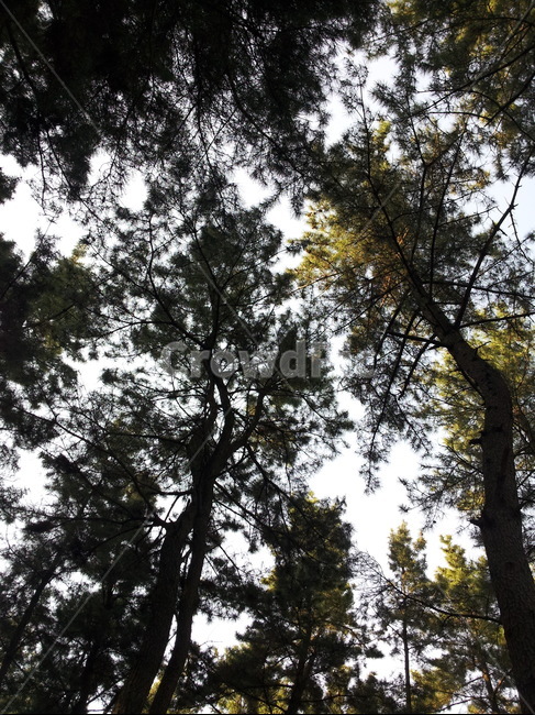 나무,산,등산,자연,tree,nature,hiking,mountain