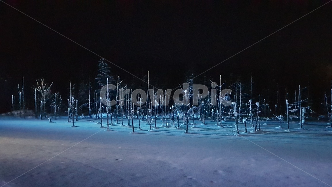 눈,겨울,겨울나무,폭우,밤,겨울,계절,winter,season,야경,밤,풍경,nightscape,night,landscape,tree,나무,plant,식물