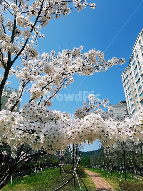 벚꽃,봄,하늘,풍경,꽃,봄,계절,spring,season,도시,풍경,city,landscape,한국도시풍경,한국도시경관,korea cityscape,식물,자연,plants,nature,꽃,flower,plant,blossom,cherry blossom