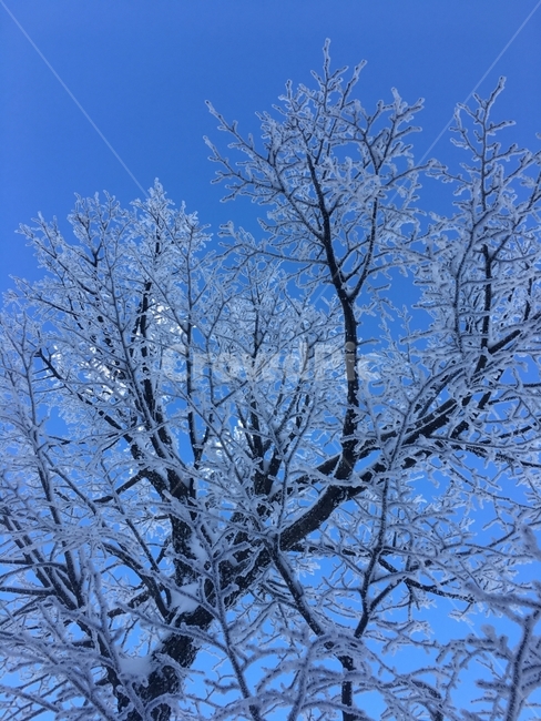 겨울,겨울산,나무,눈꽃,하늘,겨울나무,겨울,계절,winter,season,식물,자연,plants,nature,나무,trees,wood