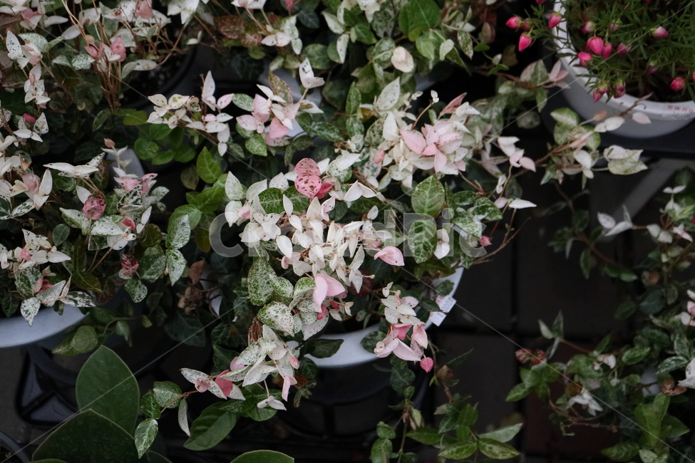 plant,식물,blossom,flower,꽃,무늬마삭줄,마삭줄,덩굴성관엽,yellowstarjasmine,협죽도과,잎보기식물,지피식물,토피어리,울타리