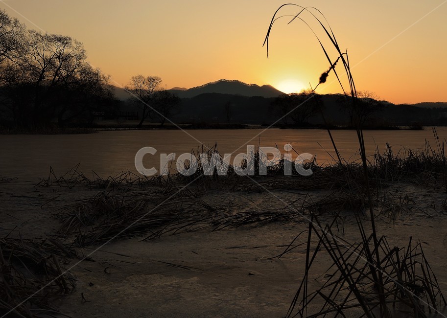 갈대,석양,물,태양,자연,자연,풍경,nature,landscape,outdoors,옥외,grass,잔디,plant,식물