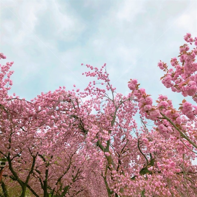 달,목련,봄,꽃,풍경,하늘,겹벚꽃,해,밝음,맑은하늘,맑음,벚꽃,꽃잎,나무,파란,하얀,왕벚꽃,핑크,핑크색,분홍색,분홍,동산,봄,계절,spring,season,plant,식물,flower,blossom