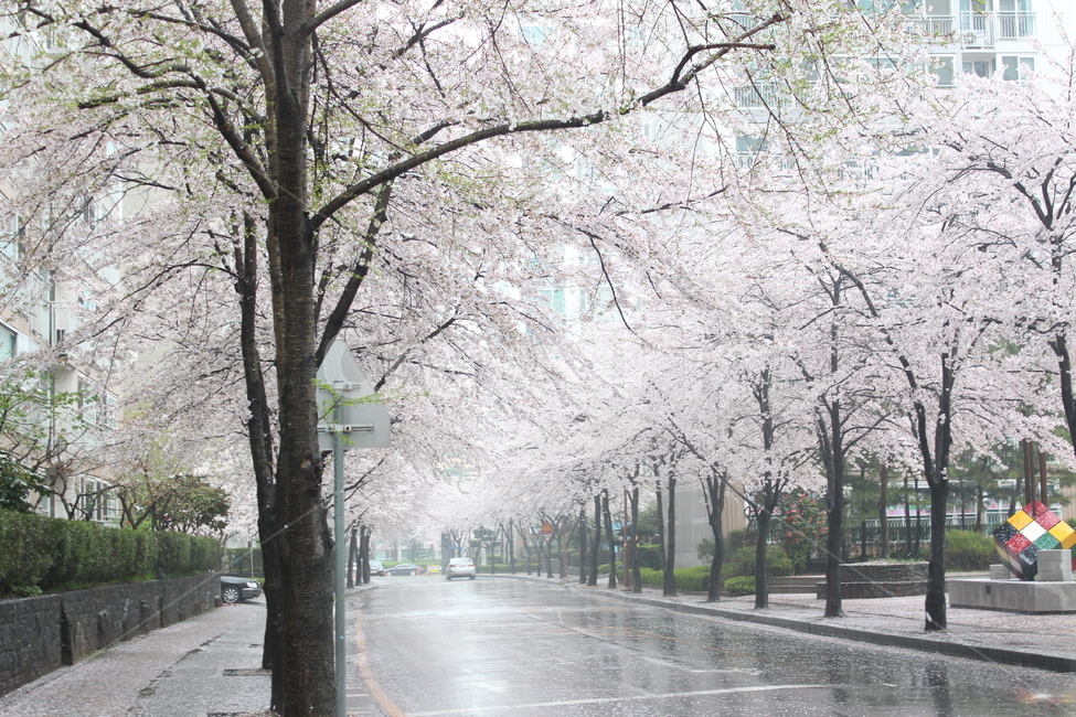 비,rain,봄비,봄,spring,꽃나무,빗방울,landscape,풍경,벚꽃,벚꽃길,rainy,흐림,길가