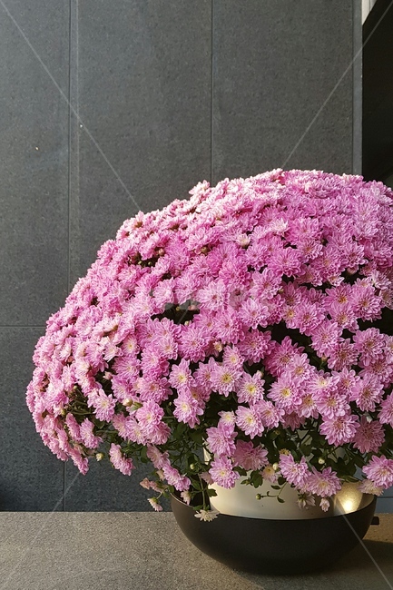 꽃,플라워,인테리어,분홍꽃,국화,자연,flower,interior,생화,실내인테리어,화분,꽃,flower,실내용화초,화분,화초,house plant