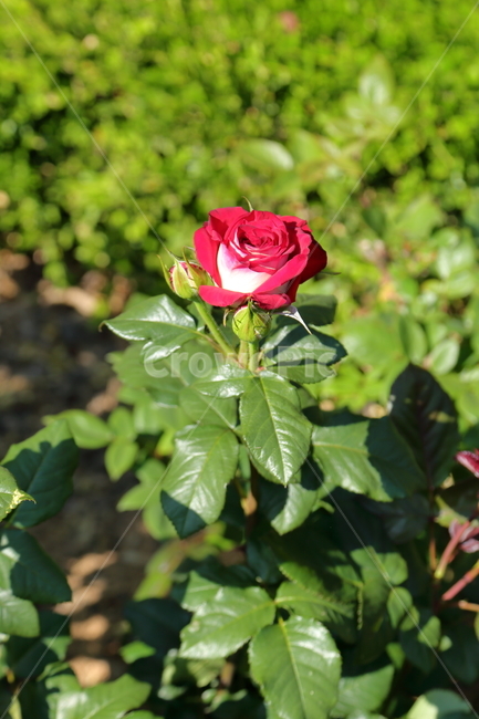 장미,장미꽃,빨간장미,분홍장미,rose,flower,아름다움,5월,6월