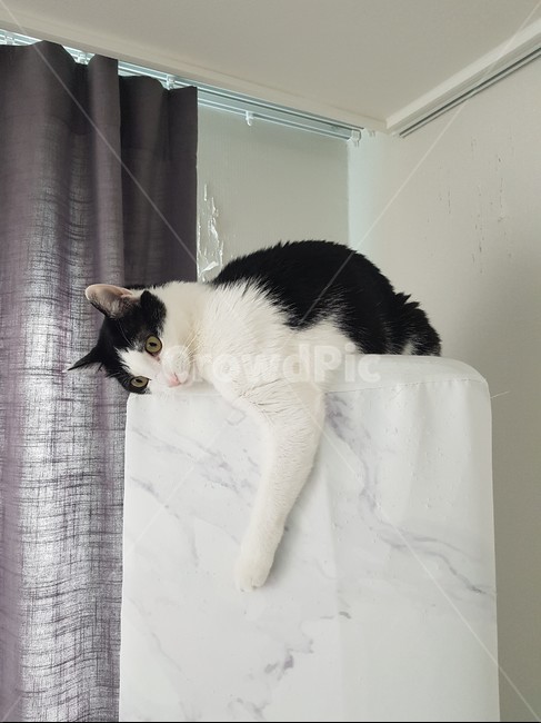 고양이,코리안숏헤어,바둑이,에어컨,쉬는양이