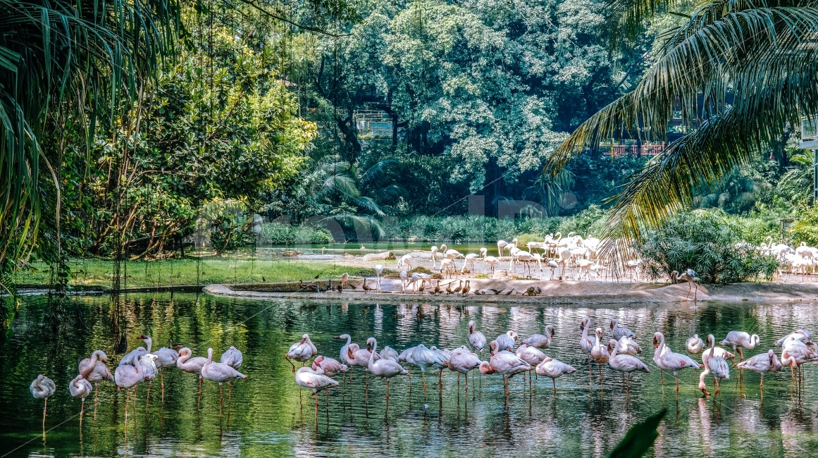 새,플라밍고,싱가포르,여행,동물,공원,해외,자연,나무,초록,singapore,asia,flamingo,animal,travel,자연,풍경,nature,landscape,휴식,힐링,rest,relaxation,healing,동물,animal,조류,새,birds,flock,대군