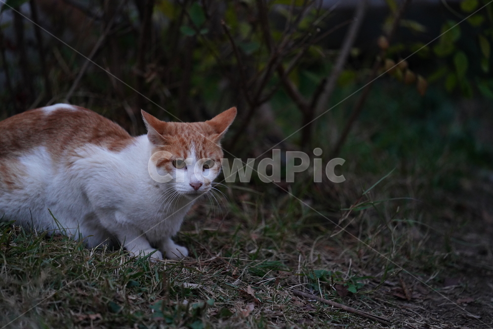 cat,고양이,동물,포유류,생물,생명,길고양이,animal,pet,동물,animal,포유류,mammal,고양이,cat,kitten,kitty