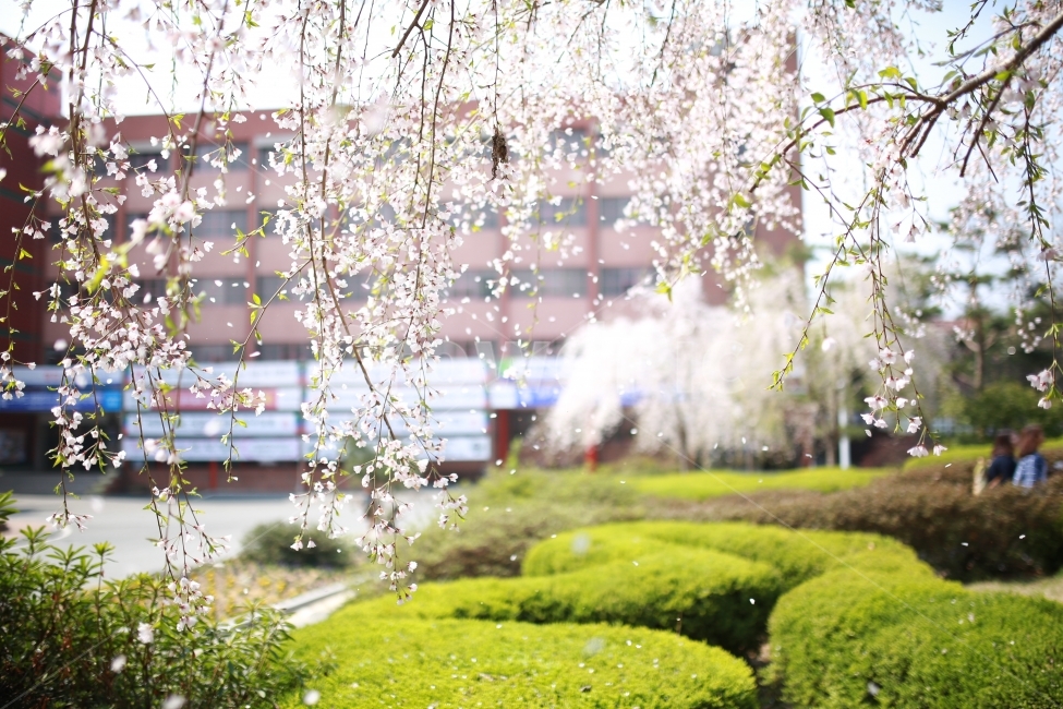 벚꽃,자연풍경,봄,사월,수양벚꽃,바람,꽃,학교,자연,풍경,도시,대학교,화단,봄,계절,spring,season,식물,자연,plants,nature,꽃,flower,grass,잔디,plant