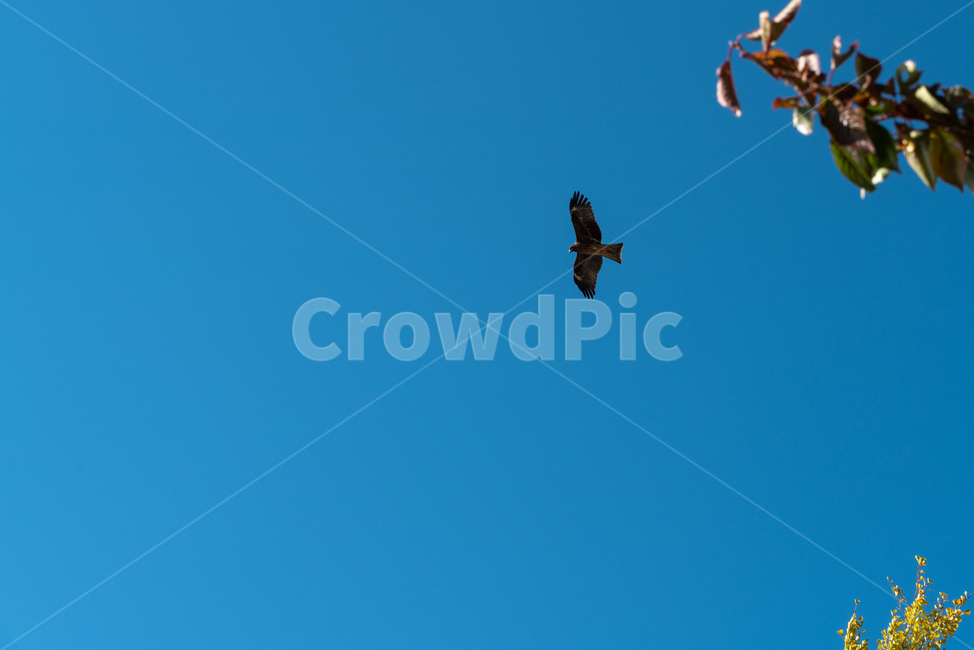 말똥가리,매,새,bird,조류,자연,동물,하늘,풍경,자연풍경,landscape,sky,nature,푸른하늘,파란하늘,bluesky