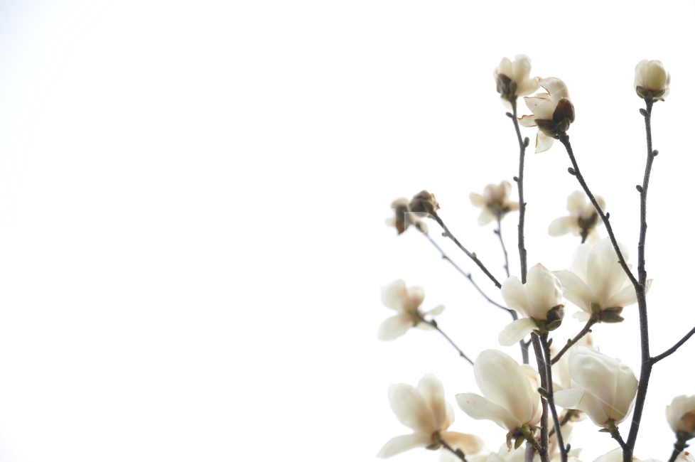 목련,하얀목련,목련꽃,목련화,flower,식물,자연,plants,nature,꽃,flower,누끼,remove background