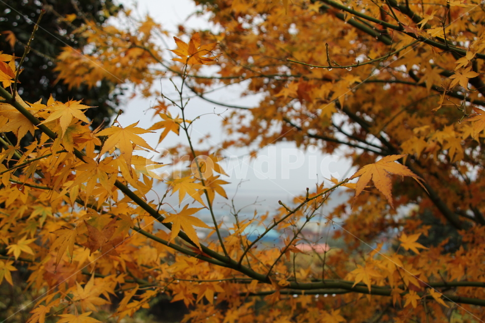 낙엽,단풍,가을,노랑,빨강,가을,계절,fall,autumn,season,leaf,잎,plant,식물,tree,나무,maple