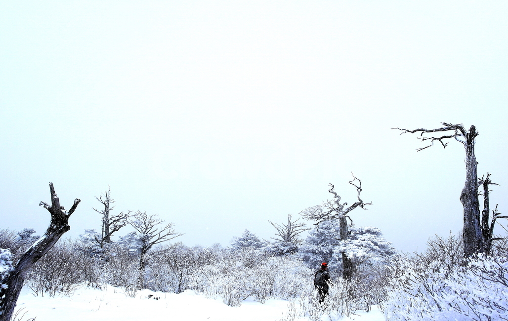 주목,태백산,눈,등산객,겨울산행,태백시,강원도,백두대간,snow,winter,habbit,climbing,climber,tree,cloudy,흐림,tracking,트래킹,취미,여가,나뭇가지,nature,outdoors,human,자연,옥외,인간,겨울,계절,winter,season,자연,풍경,nature,landscape