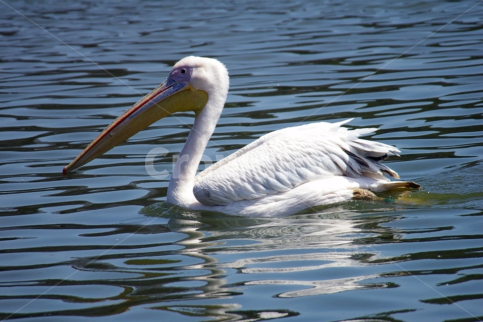 펠리컨,펠리칸,Pelican,새,bird,호수,lake,동물,animal,조류,새,birds