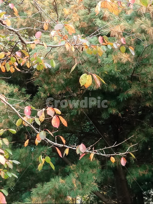 가을,가을서정,감성,낭만,plant,낙엽,단풍,leaves,나뭇잎,식물,자연,maple,fallautumnseason,옥외,outdoors