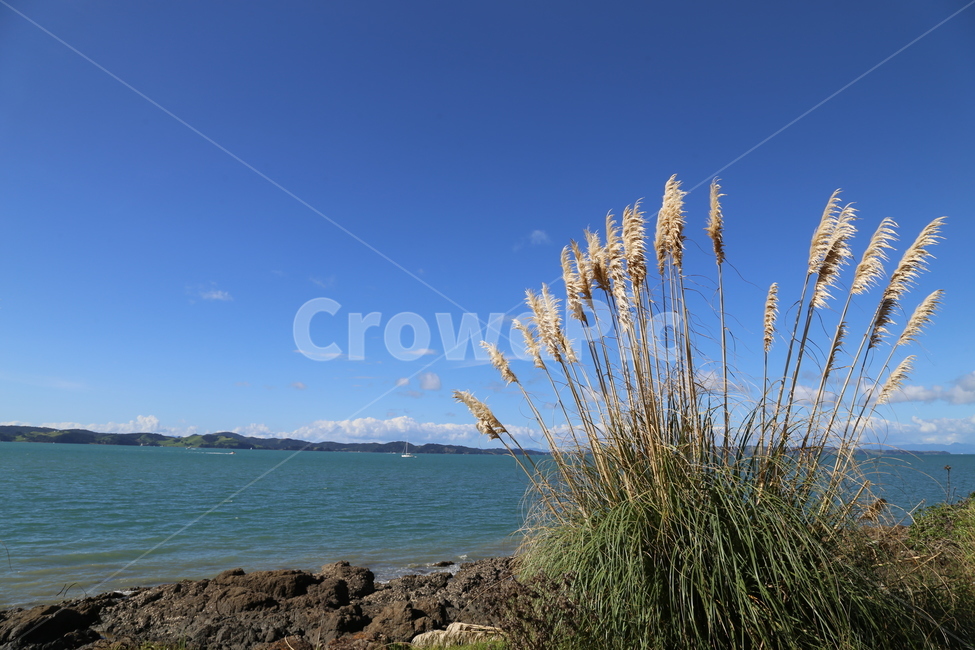 뉴질랜드,바다,여름,시원한바다,외로움,시원함,자연,풍경,nature,landscape,grass,잔디,plant,식물,lawn,reed,갈대