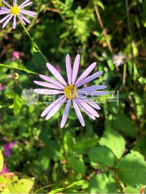 구절초,들국화,들꽃,꽃과곤충,꽃,가을꽃,국화