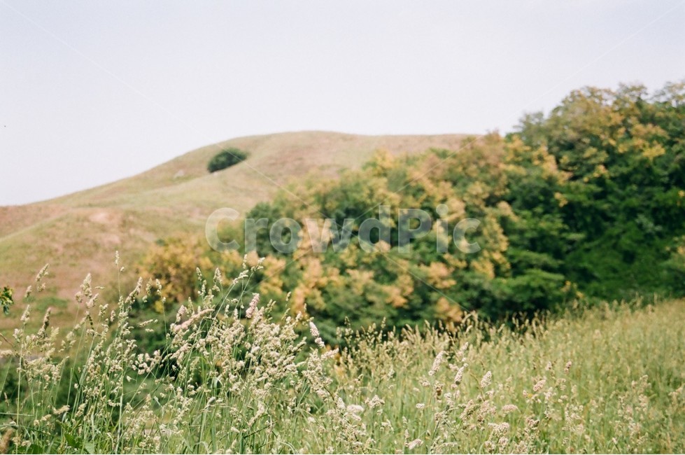 언덕,나무,풀,바람,자연