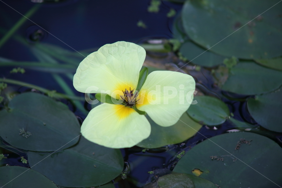 어리연꽃,연,조름나물과,식물,waterfringe,물양귀비,식물,자연,plants,nature