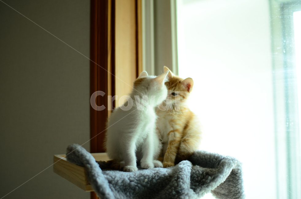 siblings,Meow,Face to face,Like a baby,sisters,cat cat,baby cat,kitten,sibling,face to face,cat,Childhood,friend,animal