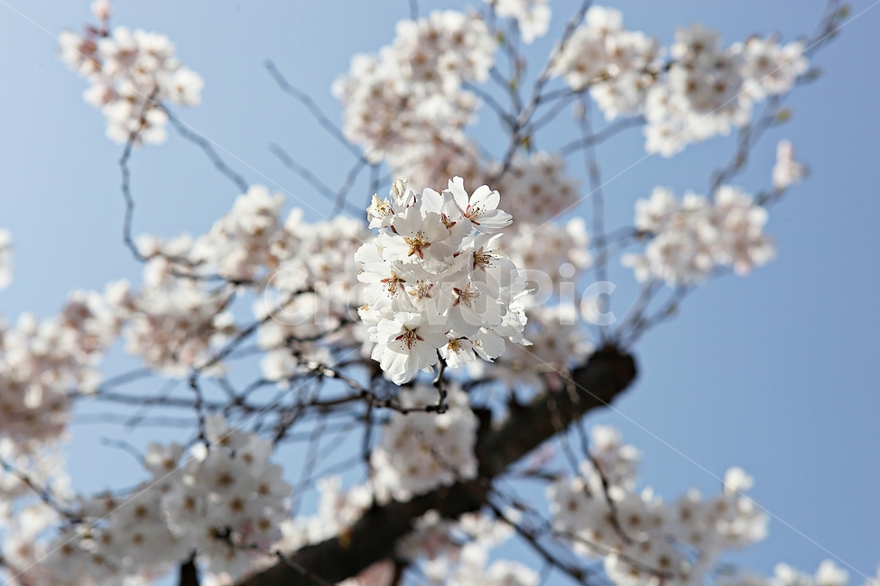벗꽃,벗나무,꽃,벗꽃잎,꽃잎,봄꽃,봄,식물,자연,공원,식물,자연,plants,nature,꽃,flower