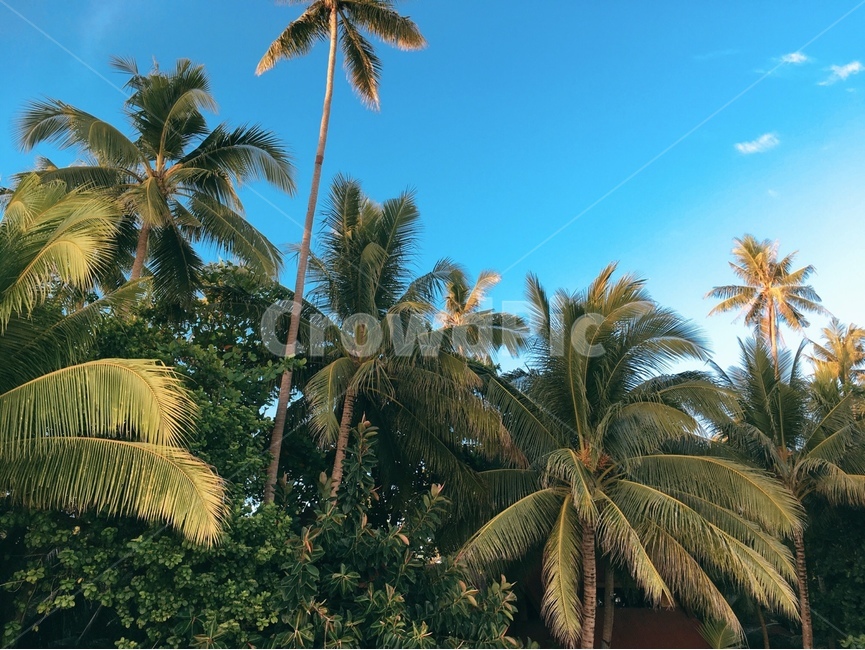 야자나무,해변,여름,휴가,palm,여름,계절,summer,season,자연,풍경,nature,landscape