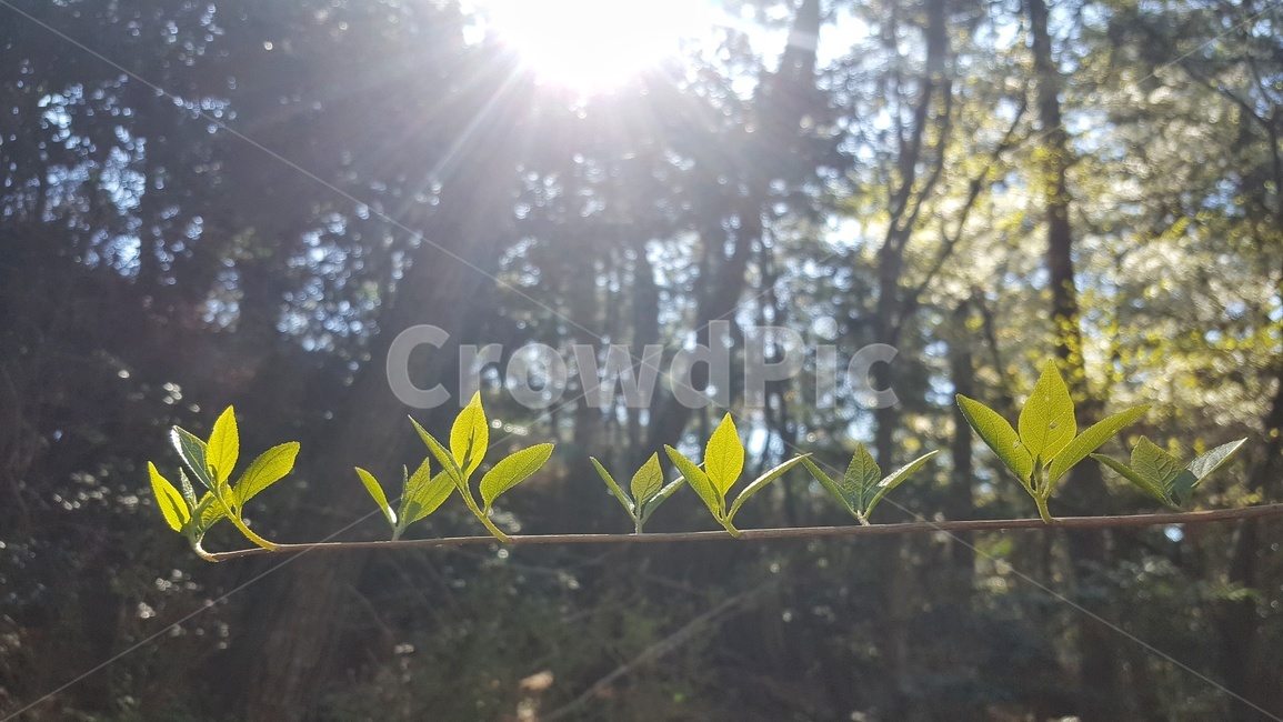 나뭇잎,새잎,봄,나무,봄햇살,햇빛,나뭇가지,상큼함,식물,자연,plants,nature,휴식,힐링,rest,relaxation,healing