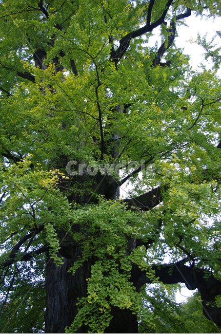 은행나무,잎,식물,plant,은행잎,식물,자연,plants,nature,나무,trees,wood