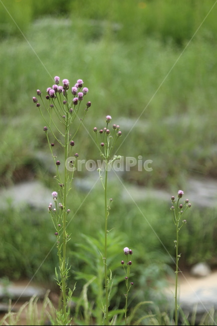 개망초,보라,초록,봄,들판,풍경,식물,자연,plants,nature,꽃,flower