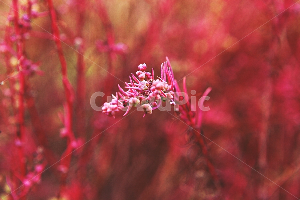 나문재,식물,바다식물,나물,음식,먹거리,식자재,자연,공원,가을,색갈이,색감,식물,자연,plants,nature