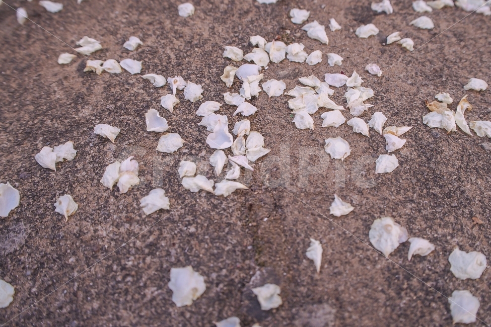 봄,벚꽃,꽃잎,개화,벚꽃엔딩,식물,자연풍경,식물,자연,plants,nature,꽃,flower