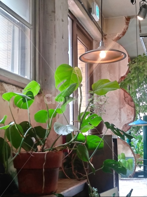 plant,식물,indoor,실내,조명,lighting,실내용화초,화분,화초,house plant