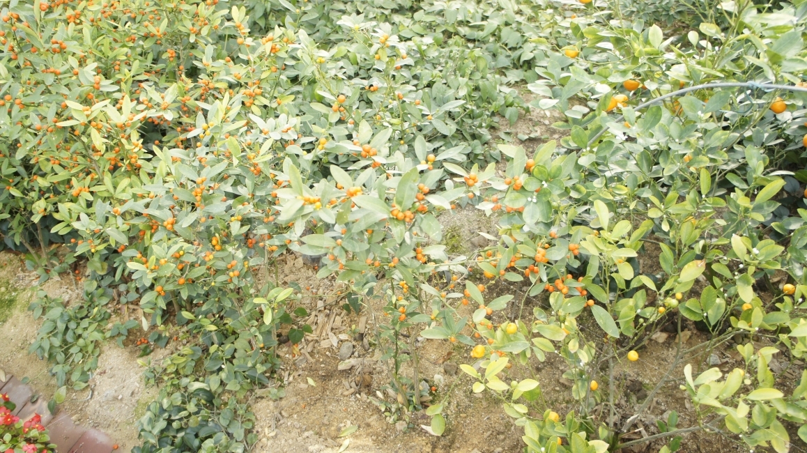 수목원,꽃,여행,안동,산책,식물,과일,귤,식물,자연,plants,nature