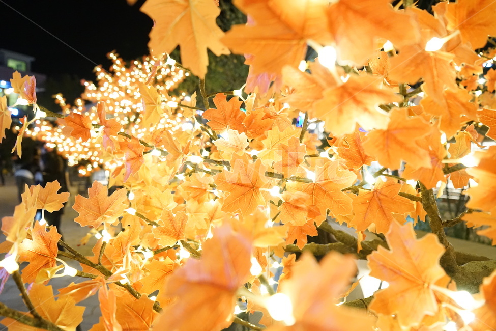 단풍,나무,나무조명,led나무,단풍나무,식물,자연,plants,nature,나무,trees,wood