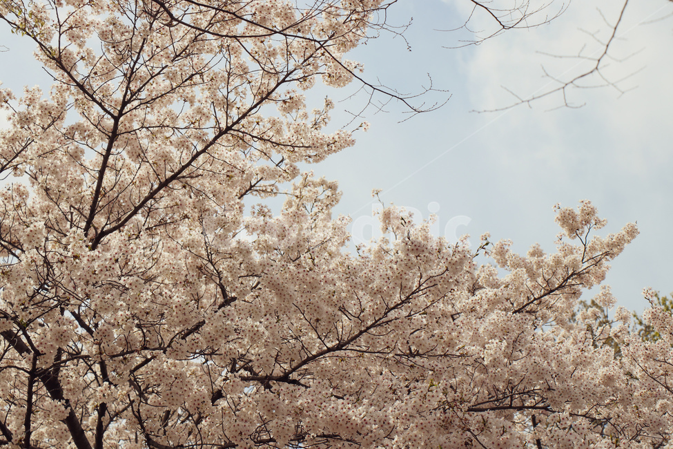 벚꽃,벚꽃나무,꽃,흰색,blossom,올림픽공원,봄나들이,봄,자연,풍경,식물,나무