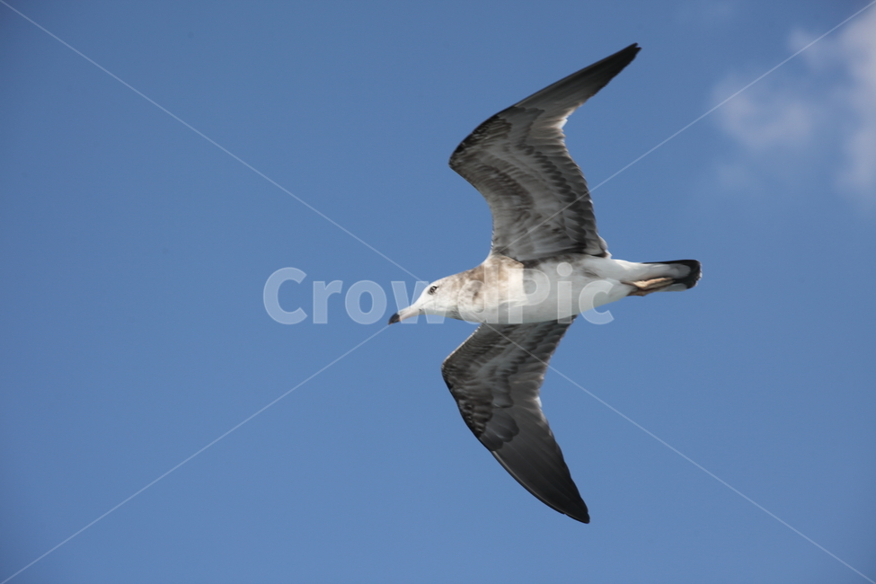 갈매기,바다새,대형조류,commongull,mewgull,동물,animal,조류,새,birds