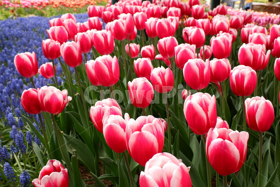 꽃,튤립,flower,튤립축제,자연,식물