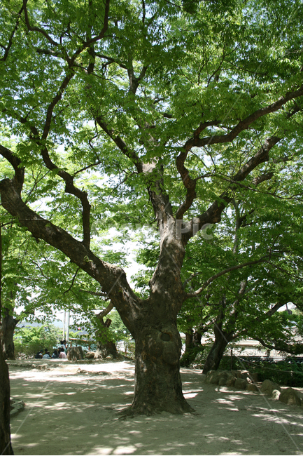 한국,경주,나무,울창한,그늘,초록,식물,자연,plants,nature,나무,trees,wood