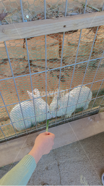 토끼,rabbit,hand,먹이,동물,animal,두마리,tworabbits
