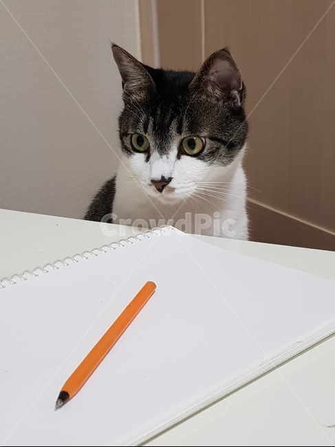 공부,딴짓,고양이,야옹이,냥이,집중,cat,시험공부,시험