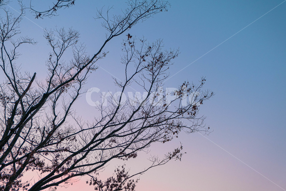 tree,나무,plant,식물,나뭇가지,겨울색,예쁜하늘색,초저녁