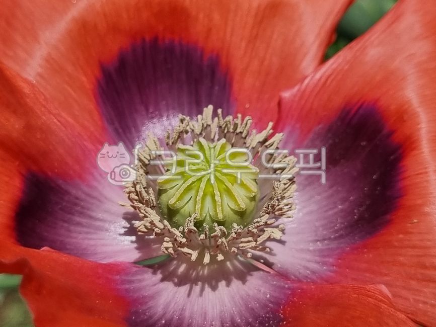양귀비,양귀비꽃,두해살이풀,앵속,약담배,아편꽃,꽃,poppy,poppyflower,biennialherb,hyacinth,medicinaltobacco,opiumflower,flower